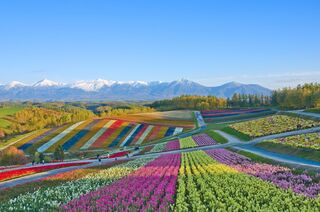 Campo en Furano, Hokkaido
