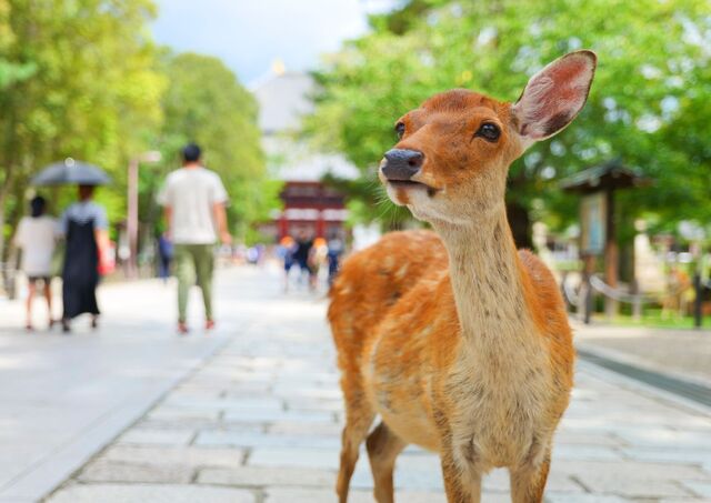 Parque de los Ciervos de Nara