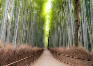 Bosque de Bambu de Arashiyama, Kioto