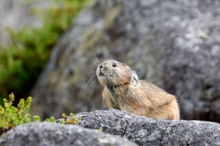 Conejo pika, 