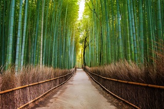 Bosque de bambú, Arashiyama 