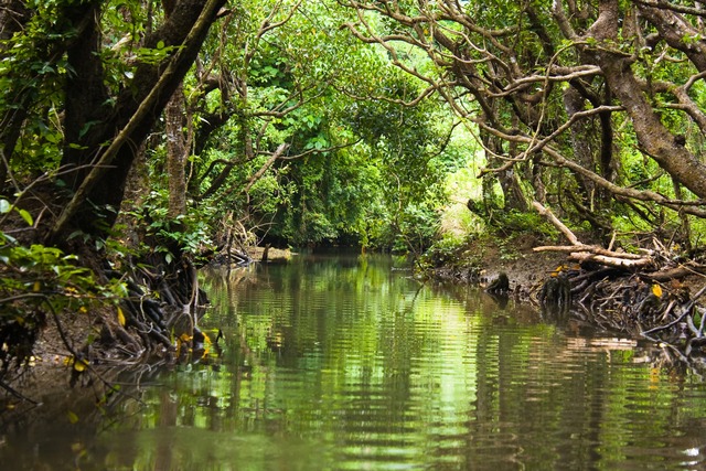 Manglar y río