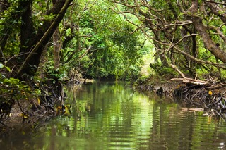 Manglar y río