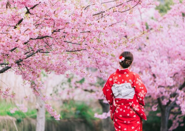 Mujer con kimono mirando flores de cerezo rosas en Japón