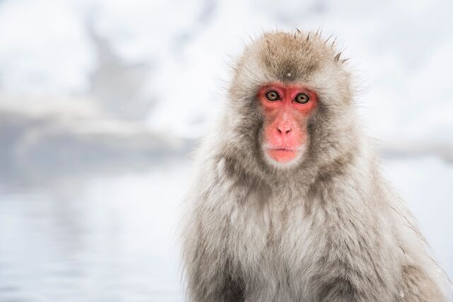 Parque de los Monos de Nieve