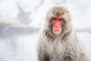 Parque de los Monos de Nieve