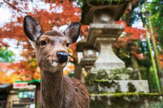 Parque de los Ciervos en Nara