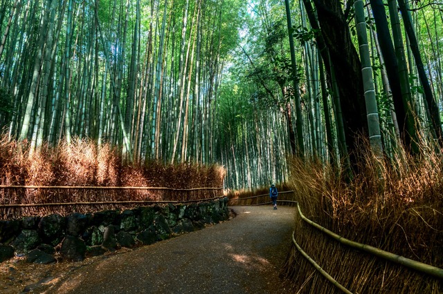 Paseando por el bosque de bambú de Arashiyama, Kioto 