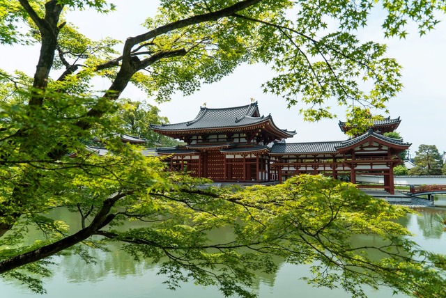 Templo Byodo-in con arce japonés, Uji 