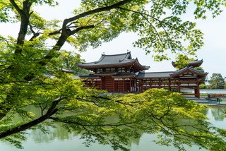 Templo Byodo-in con arce japonés, Uji 