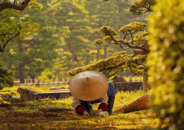 Jardinero trabajando en el jardín Kenrokuen, en Kanazawa 