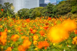 Campo de cosmos en el jardín Hamarikyu, Tokio 