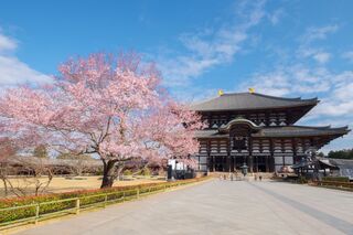 Exterior del templo Todai-ji en época de sakura, Nara 