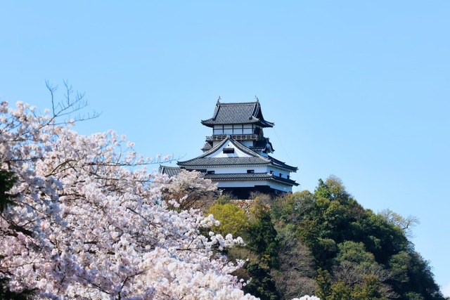 Castillo de Inuyama en época de sakura 