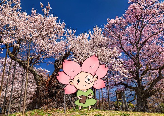 La mascota Mono-chan junto al árbol Jindai Zakura, en Yamanashi (Japón) 