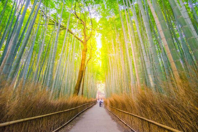 Paseando por el bosque de bambú de Arashiyama en Kioto 