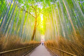 Paseando por el bosque de bambú de Arashiyama en Kioto 