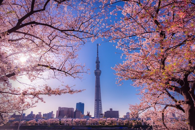 Vistas al Tokyo Skytree entre sakuras desde el parque Sumida, Tokio 