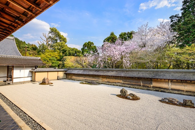 Jardín del templo Ryoan-ji de Kioto en época de sakura 