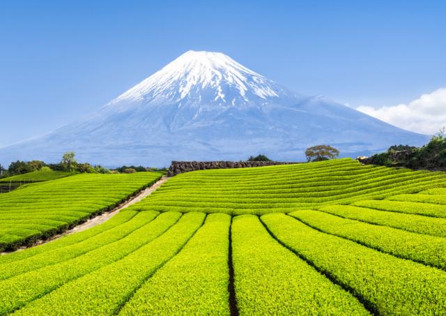 Plantación de té en la prefectura de Shizuoka con vistas al Monte Fuji