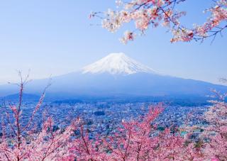 Vistas del Monte Fuji durante la floración del cerezo