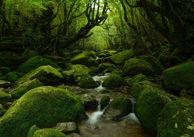 Bosque de Yakushima