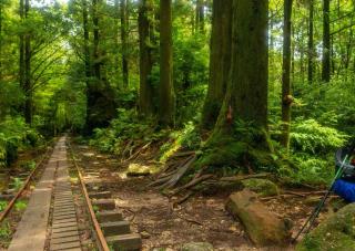 Rutas de senderismo en el bosque de Yakushima