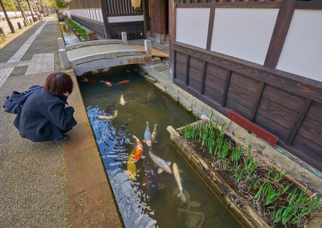 Carpa en la calle Tonomachi, Tsuwano