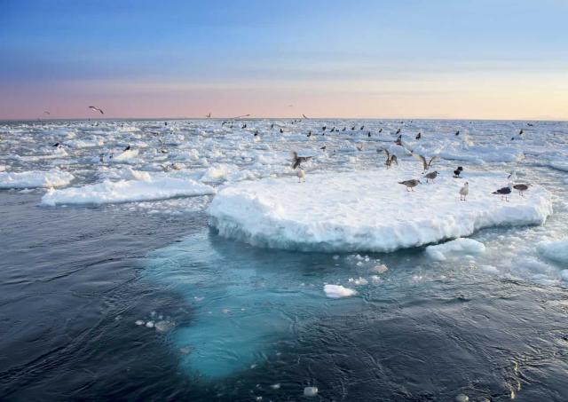 Hielo a la deriva en la península de Shiretoko