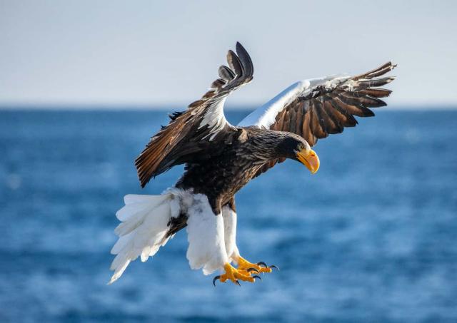 Águila marina de Steller en el Parque Nacional de Shiretoko