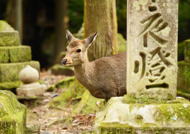 Ciervo sika en el santuario Kasugataisha , Nara