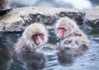 Monos de las nieves bañándose