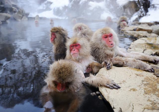 Monos de las nieves bañándose en aguas termales en el Parque Jigokudani