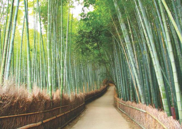 Arashiyama, el bosque de bambú de Kioto