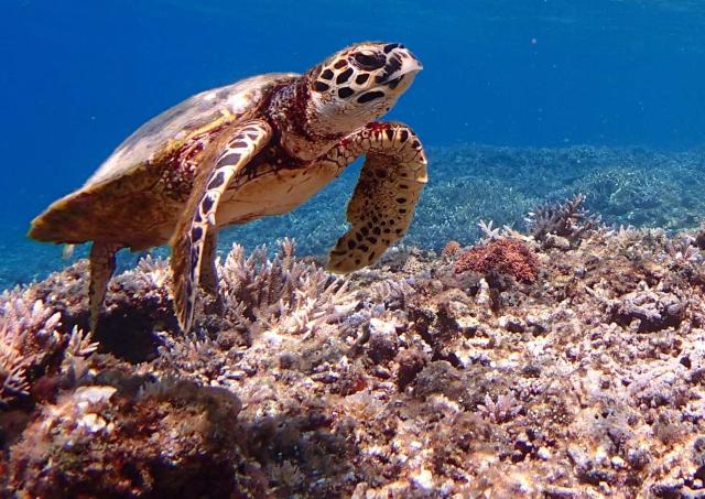 Buceo con tortugas marinas en la playa de Aka