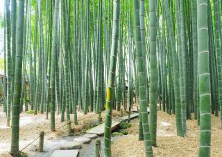 Bosque de bambú, templo Hokokuji