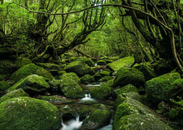 Los bosques de Yakushima