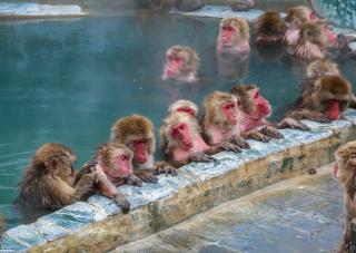 Monos de las nieves disfrutando del onsen de Yunokawa