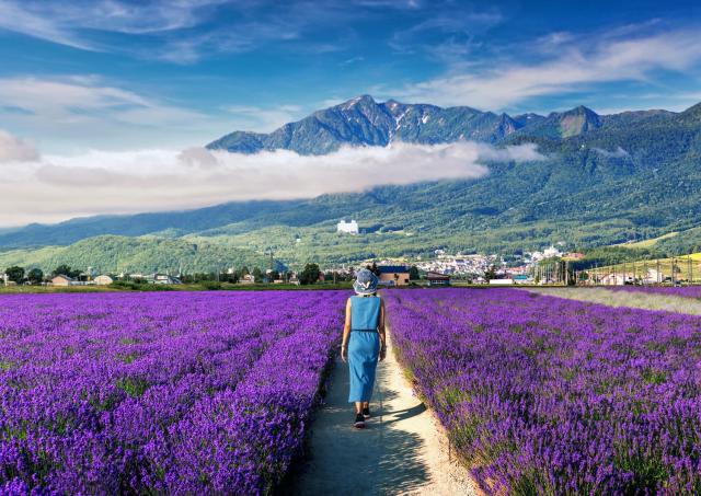 Campo de lavanda de Furano 