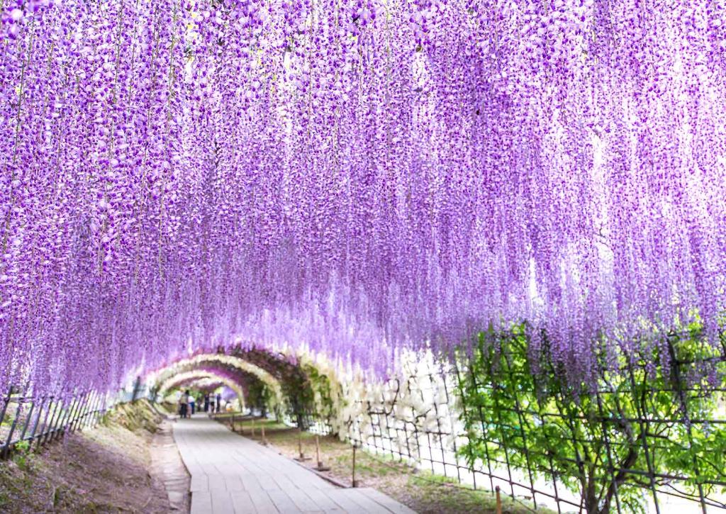 Túnel de glicinias en el jardín Kawachi Fuji
