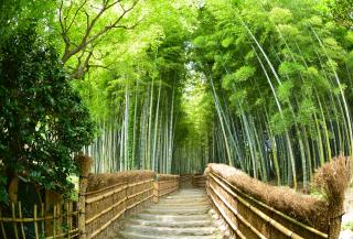 Santuario Fushimi Inari (Kioto)
