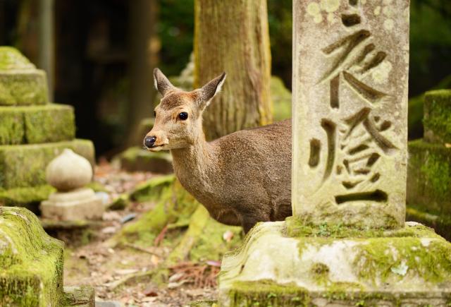 Parque de los ciervos de Nara