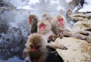 Monos de las nieves de Jigokudani