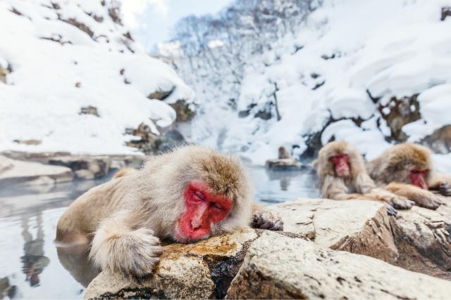 Parque de los monos de Jigokudani