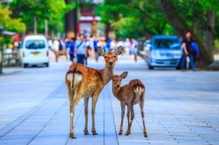 Simpáticos ciervos de Nara