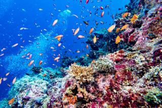 Arrecifes de coral de las Maldivas