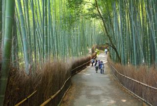 Bosque de bambú de Arashiyama (Kyoto)
