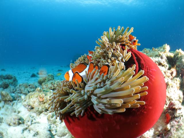 Islas Kerama (Okinawa)