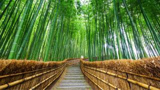 Bosque de bambú de Sagano (Arashiyama)