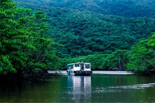 Manglares (Isla de Iriomote)